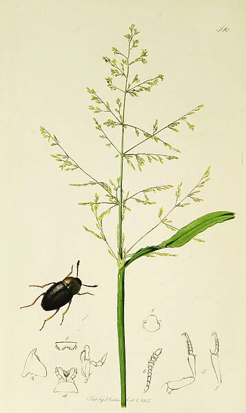 Curtis British Entomology Plate 566