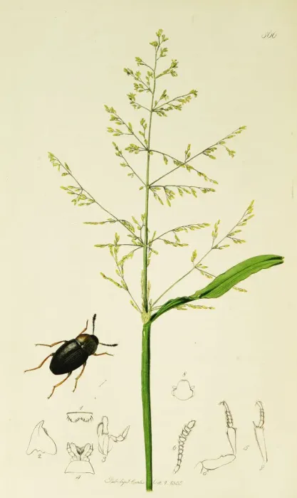 Framed Print : Curtis British Entomology Plate 566 Framed Print : Curtis British Entomology Plate 566