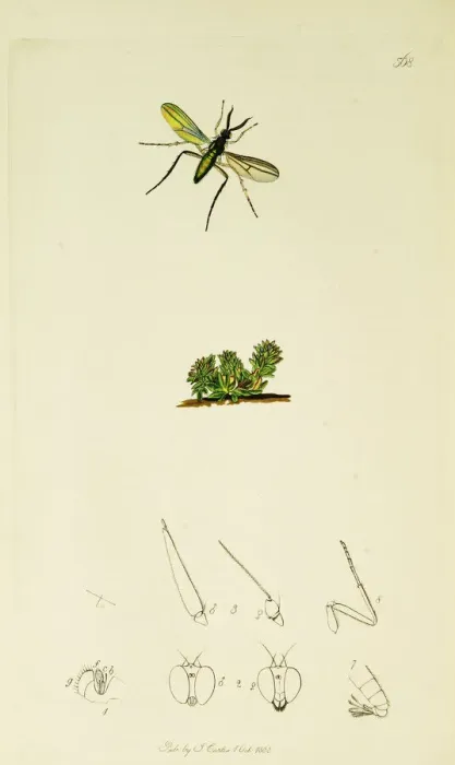Framed Print : Curtis British Entomology Plate 568 Framed Print : Curtis British Entomology Plate 568