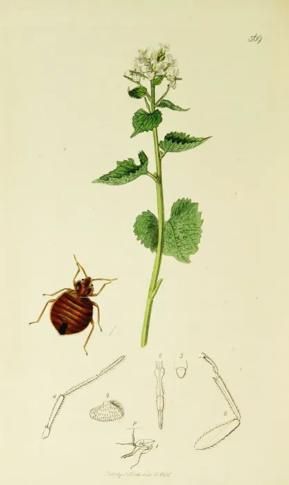 Framed Print : Curtis British Entomology Plate 569 Framed Print : Curtis British Entomology Plate 569