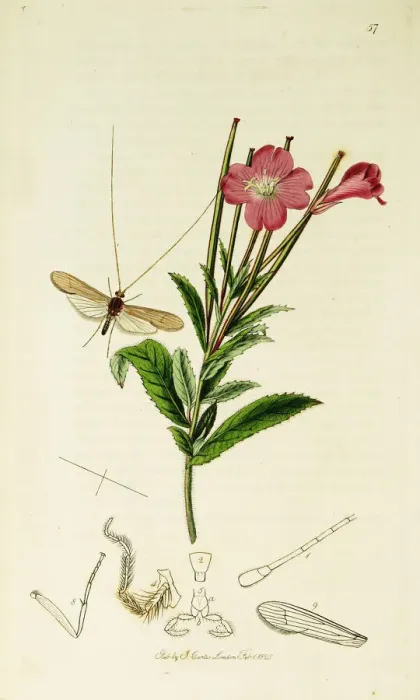 Framed Print : Curtis British Entomology Plate 57 Framed Print : Curtis British Entomology Plate 57