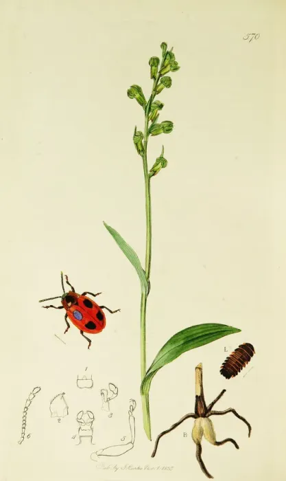 Framed Print : Curtis British Entomology Plate 570 Framed Print : Curtis British Entomology Plate 570