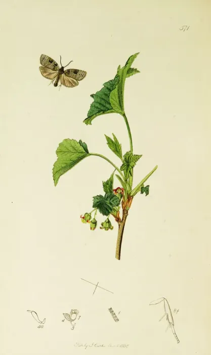 Framed Print : Curtis British Entomology Plate 571 Framed Print : Curtis British Entomology Plate 571