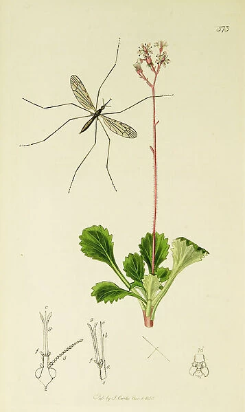 Curtis British Entomology Plate 573