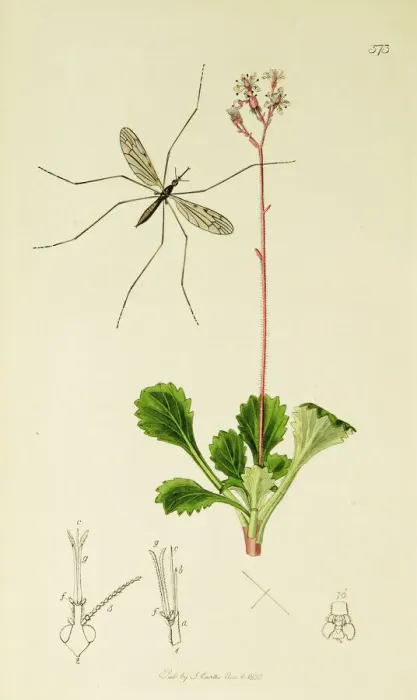 Framed Print : Curtis British Entomology Plate 573 Framed Print : Curtis British Entomology Plate 573