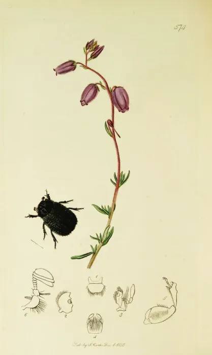 Framed Print : Curtis British Entomology Plate 574 Framed Print : Curtis British Entomology Plate 574