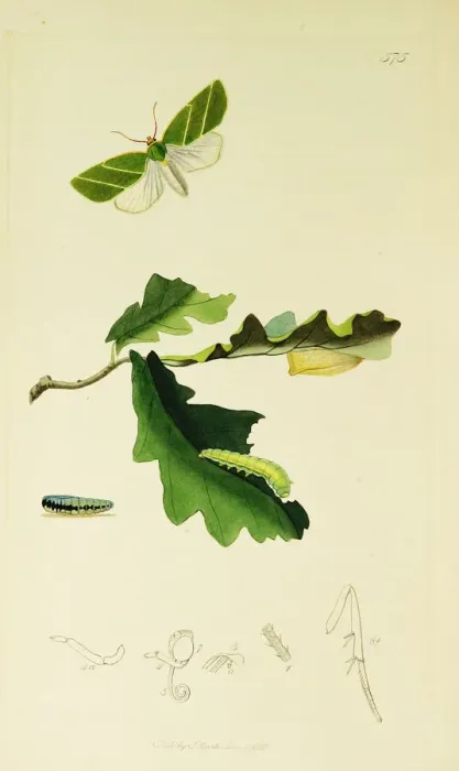 Framed Print : Curtis British Entomology Plate 575 Framed Print : Curtis British Entomology Plate 575