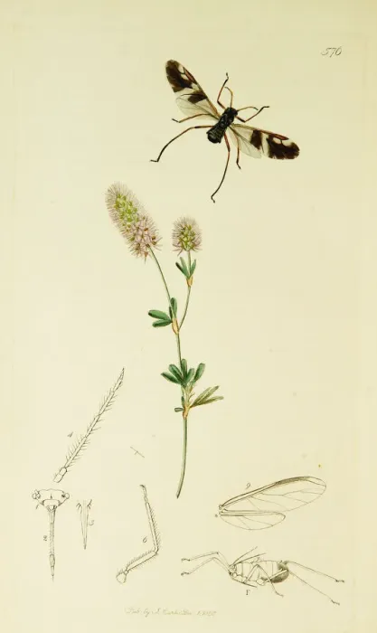 Framed Print : Curtis British Entomology Plate 576 Framed Print : Curtis British Entomology Plate 576