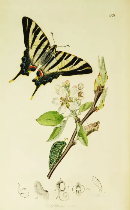 Framed Print : Curtis British Entomology Plate 578 Framed Print : Curtis British Entomology Plate 578