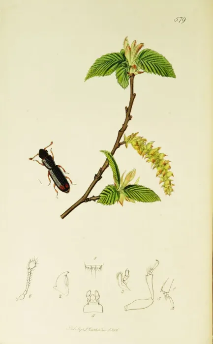 Framed Print : Curtis British Entomology Plate 579 Framed Print : Curtis British Entomology Plate 579
