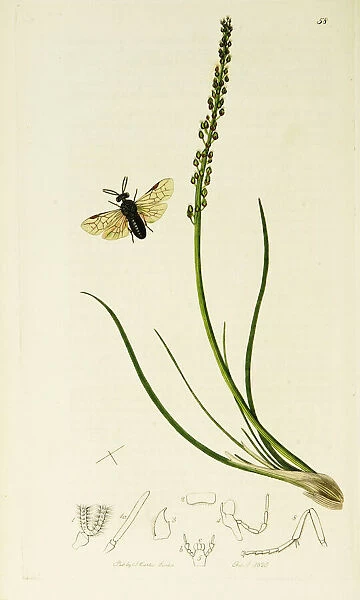 Curtis British Entomology Plate 58