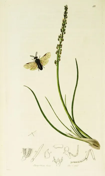 Framed Print : Curtis British Entomology Plate 58 Framed Print : Curtis British Entomology Plate 58