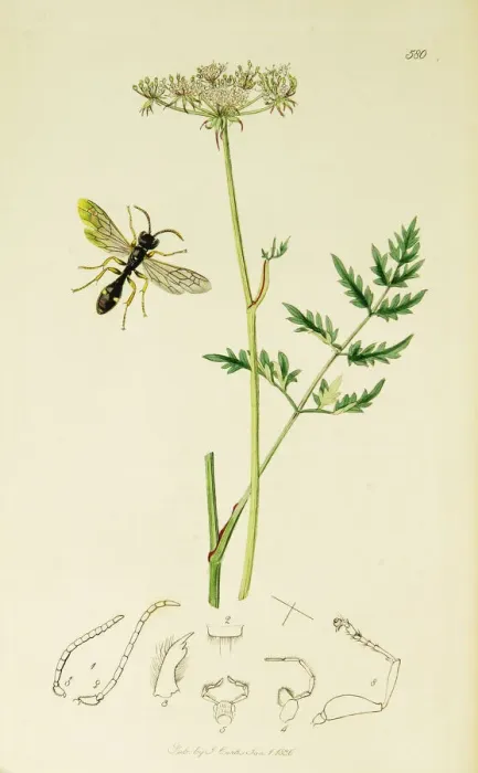 Framed Print : Curtis British Entomology Plate 580 Framed Print : Curtis British Entomology Plate 580