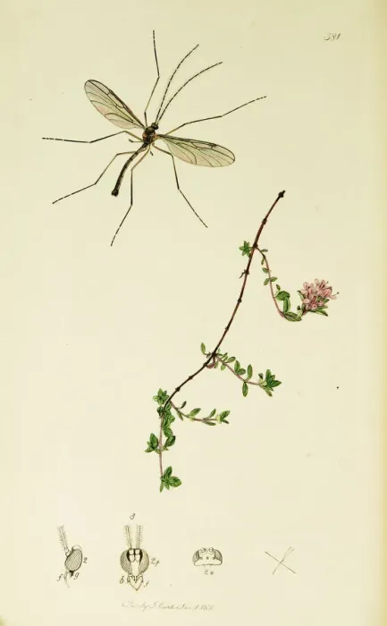 Framed Print : Curtis British Entomology Plate 581 Framed Print : Curtis British Entomology Plate 581