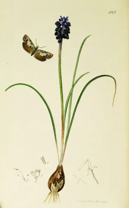 Framed Print : Curtis British Entomology Plate 583 Framed Print : Curtis British Entomology Plate 583