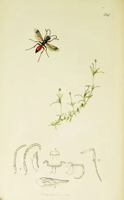 Framed Print : Curtis British Entomology Plate 584 Framed Print : Curtis British Entomology Plate 584