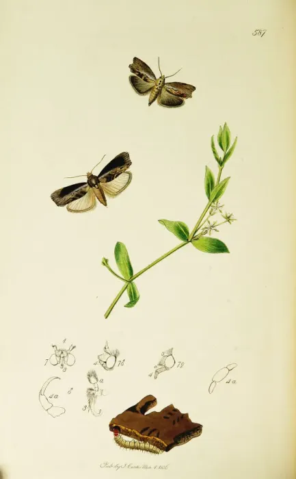 Framed Print : Curtis British Entomology Plate 587 Framed Print : Curtis British Entomology Plate 587