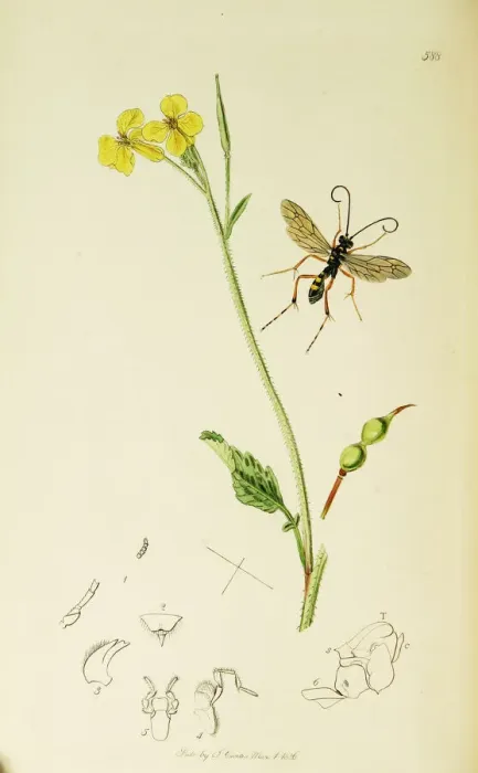 Framed Print : Curtis British Entomology Plate 588 Framed Print : Curtis British Entomology Plate 588