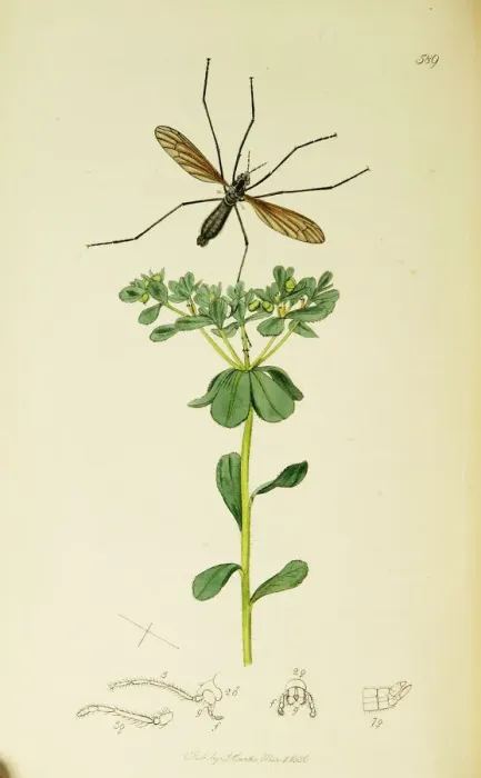 Framed Print : Curtis British Entomology Plate 589 Framed Print : Curtis British Entomology Plate 589
