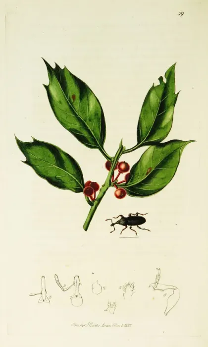 Framed Print : Curtis British Entomology Plate 59 Framed Print : Curtis British Entomology Plate 59
