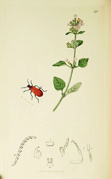 Curtis British Entomology Plate 590