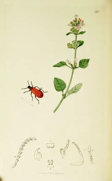 Framed Print : Curtis British Entomology Plate 590 Framed Print : Curtis British Entomology Plate 590