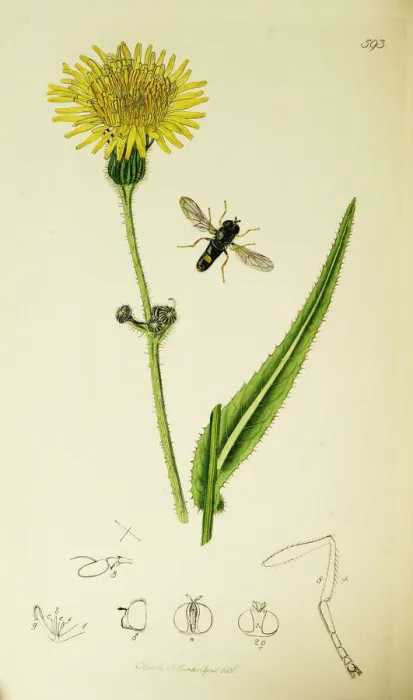 Framed Print : Curtis British Entomology Plate 593 Framed Print : Curtis British Entomology Plate 593