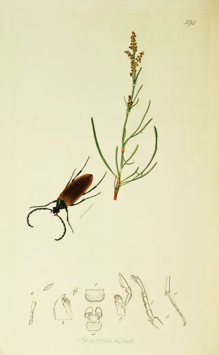 Framed Print : Curtis British Entomology Plate 594 Framed Print : Curtis British Entomology Plate 594