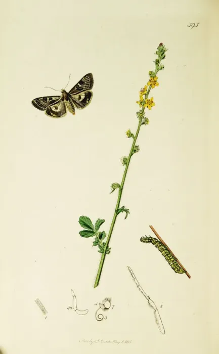 Framed Print : Curtis British Entomology Plate 595 Framed Print : Curtis British Entomology Plate 595