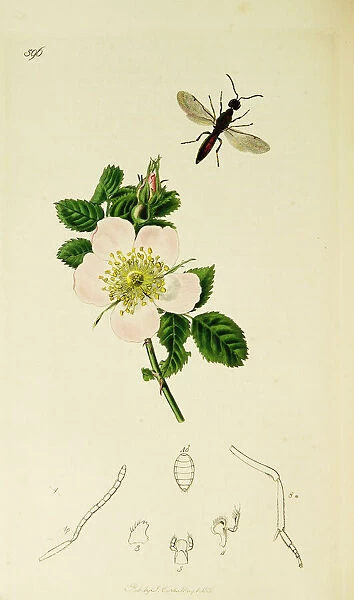 Curtis British Entomology Plate 596