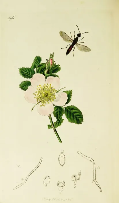Framed Print : Curtis British Entomology Plate 596 Framed Print : Curtis British Entomology Plate 596