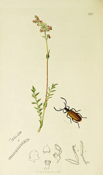Curtis British Entomology Plate 598