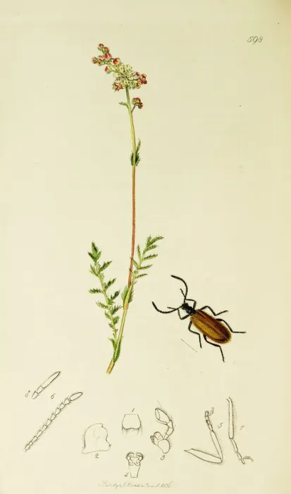 Framed Print : Curtis British Entomology Plate 598 Framed Print : Curtis British Entomology Plate 598