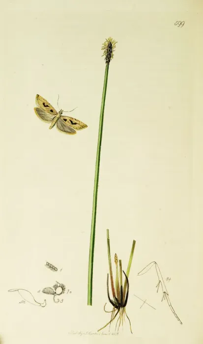 Framed Print : Curtis British Entomology Plate 599 Framed Print : Curtis British Entomology Plate 599