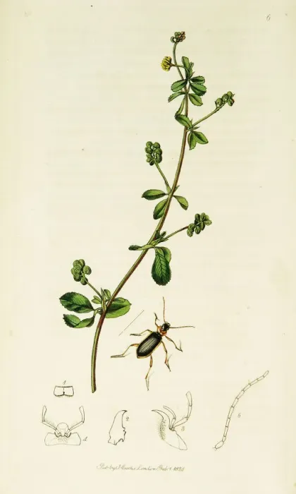 Framed Print : Curtis British Entomology Plate 6