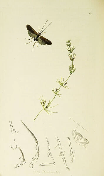 Curtis British Entomology Plate 601