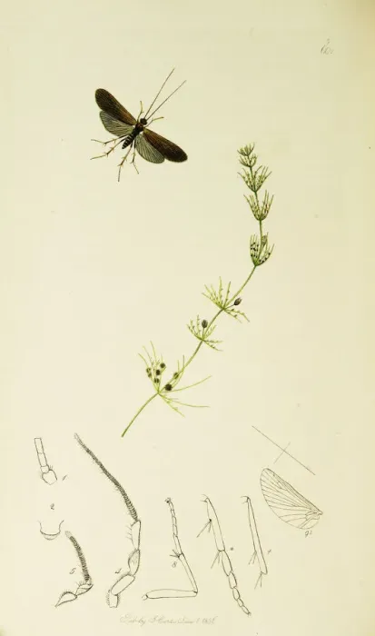 Framed Print : Curtis British Entomology Plate 601 Framed Print : Curtis British Entomology Plate 601