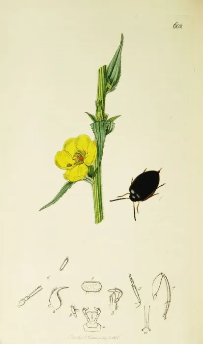 Framed Print : Curtis British Entomology Plate 602 Framed Print : Curtis British Entomology Plate 602