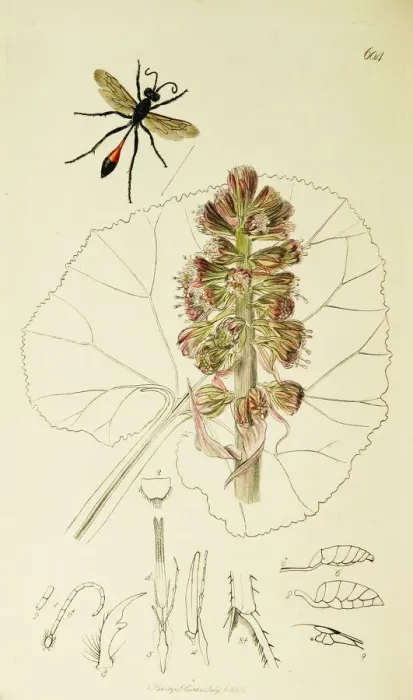 Framed Print : Curtis British Entomology Plate 604 Framed Print : Curtis British Entomology Plate 604