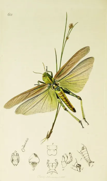 Framed Print : Curtis British Entomology Plate 608 Framed Print : Curtis British Entomology Plate 608