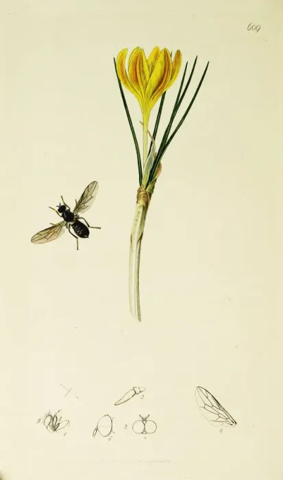 Framed Print : Curtis British Entomology Plate 609 Framed Print : Curtis British Entomology Plate 609