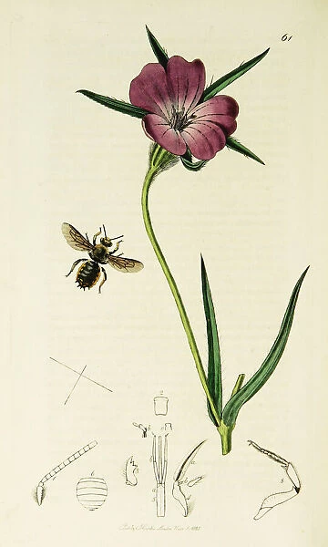 Curtis British Entomology Plate 61