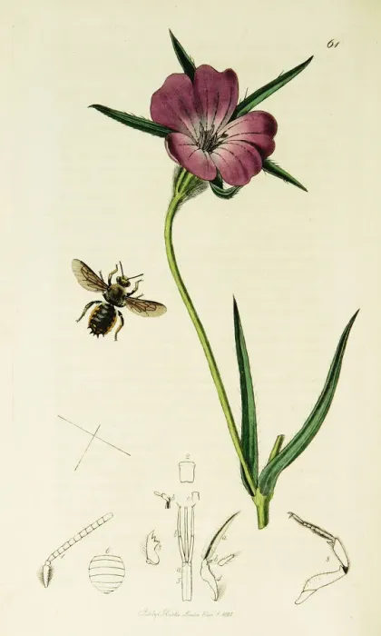 Framed Print : Curtis British Entomology Plate 61 Framed Print : Curtis British Entomology Plate 61