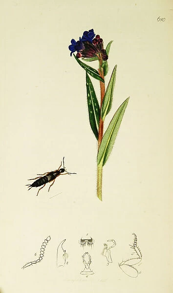 Curtis British Entomology Plate 610