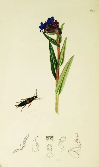 Framed Print : Curtis British Entomology Plate 610 Framed Print : Curtis British Entomology Plate 610