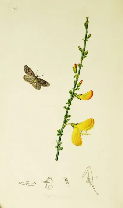 Framed Print : Curtis British Entomology Plate 611 Framed Print : Curtis British Entomology Plate 611