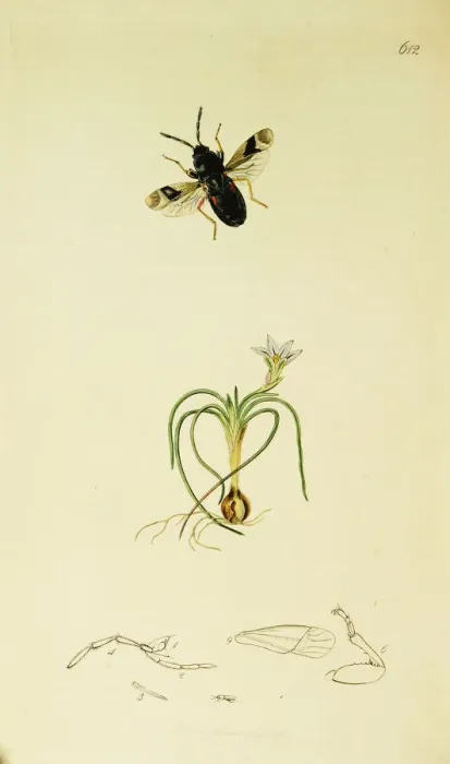 Framed Print : Curtis British Entomology Plate 612 Framed Print : Curtis British Entomology Plate 612