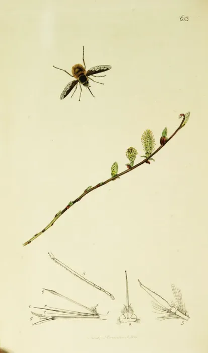 Framed Print : Curtis British Entomology Plate 613 Framed Print : Curtis British Entomology Plate 613