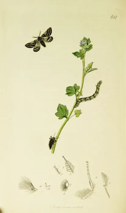 Framed Print : Curtis British Entomology Plate 615 Framed Print : Curtis British Entomology Plate 615
