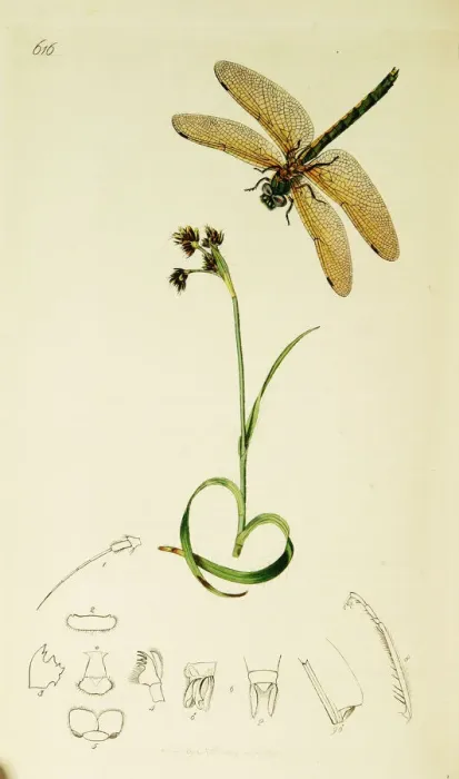Framed Print : Curtis British Entomology Plate 616 Framed Print : Curtis British Entomology Plate 616